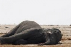 Plus de 300 éléphants empoisonnés au Zimbabwe