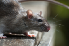 Des rats attaquent une adolescence dans le nord de la France 